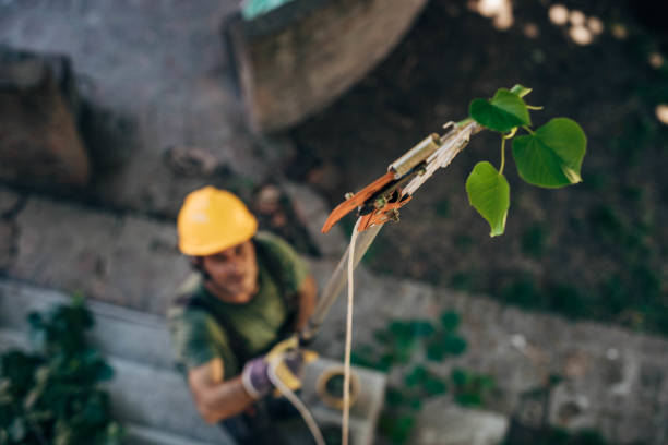 Best Tree Removal Near Me  in USA